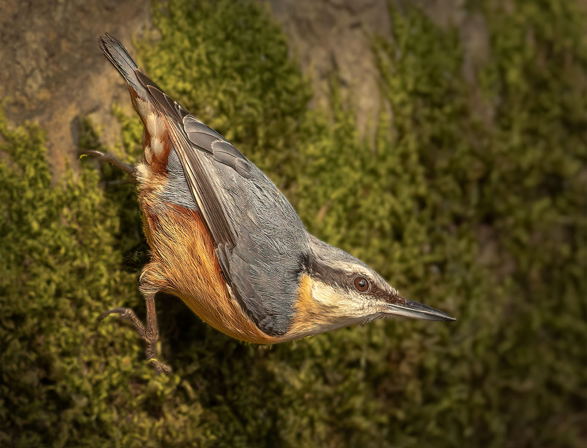 3rd Nuthatch Leighton Moss by Janet Taylor